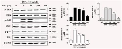 Avenanthramide C Suppresses Matrix Metalloproteinase-9 Expression and Migration Through the MAPK/NF- κB Signaling Pathway in TNF-α-Activated HASMC Cells